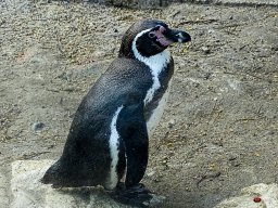 Tiergarten Schönbrunn am 23.03.2023